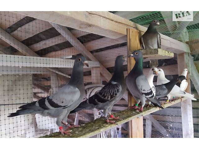 Поштові голуби 25 року - Фото 8