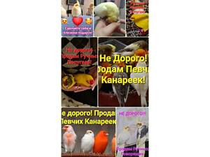 Говорящие супер ручные попугаи корелла, монах калита, аратинга, какарик и др