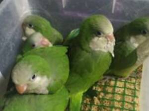 Говорящий малыш монаха