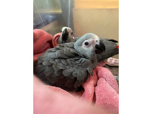 Говорящий попугай Жако, серый попугай, птенцы жако - Фото 2