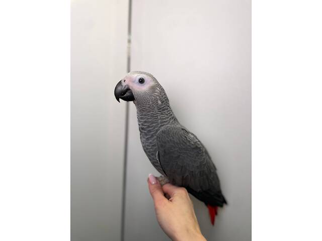 Говорящий попугай Жако, серый попугай, птенцы жако - Фото 3