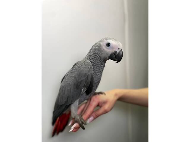 Говорящий попугай Жако, серый попугай, птенцы жако - Фото 1