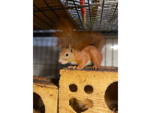 Грайлива руда білочка для дому, неймовірна вольєрна тваринка - Фото 2