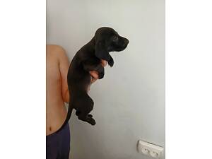 Граціозні дівчата-цуценята такси