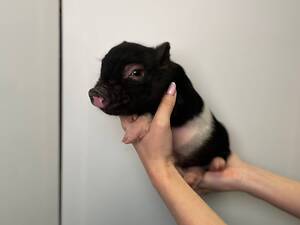 Игривые умные очень милые мини пиг, карликовые хрюшки свинки.