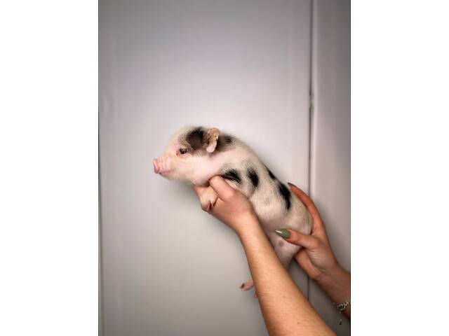 Грайливі розумні дуже милі міні піг, карликові хрюшки свинки - Фото 3