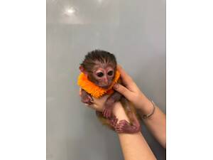 Гра́йливий мангобе́й