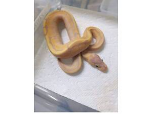 Грумінг для екзотичних тварин, догляд, купання, зважування, допомога з линькою та інше