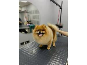 Грумінг для собак, стрижка, обрізання кігтиків, чистка вушок, догляд за шерстю та інше