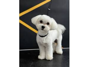 Грумінг послуги супер знижка -50% на ультра повний комплекс