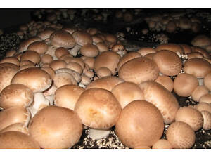 Грибной блок Королевского коричневого шампиньона Королевский 60х40 см 20 кг (hub_YXLT57324)