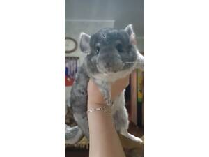 Гризуни шиншила