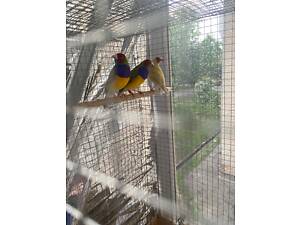 Гульдові амадини