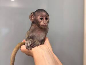 Гусар ручна мавпочка