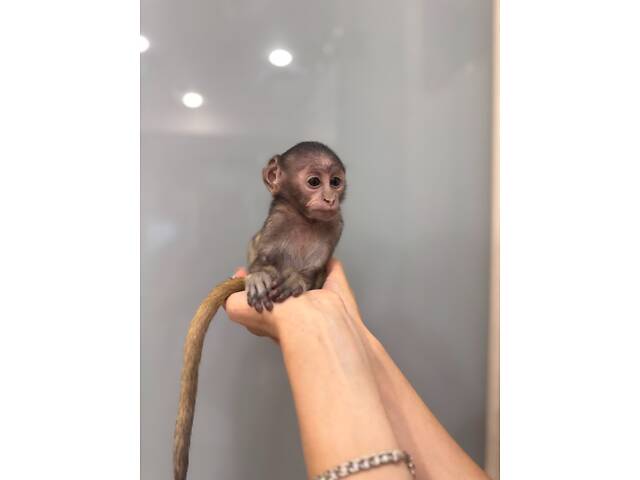 Гусар ручна мавпочка - Фото 1