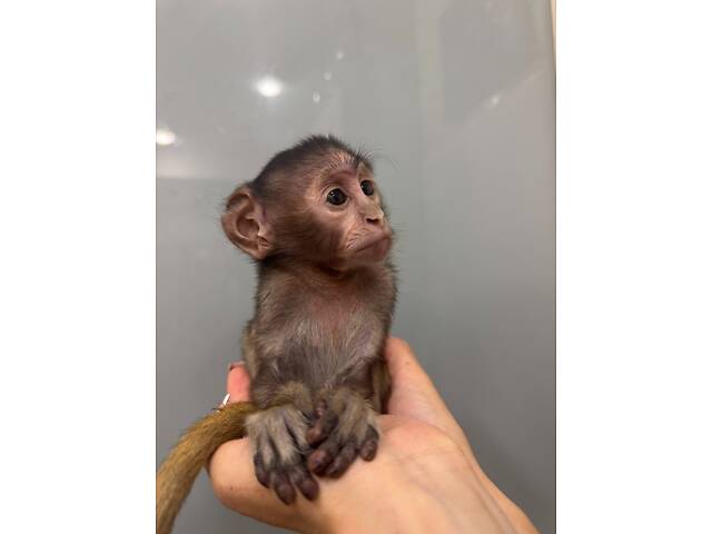 Гусар ручна мавпочка - Фото 2