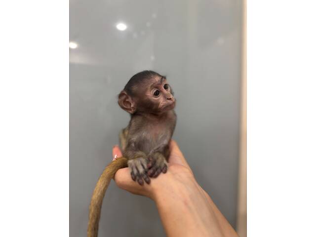 Гусар ручна мавпочка - Фото 3