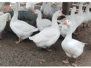 Гуси Звенигородка