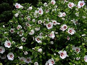 Гибискус сирийский Сноу Берри (Hibiscus syriacus Snow Веггу)