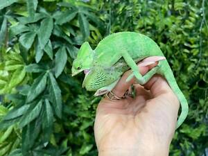 Хамелеон йеменський