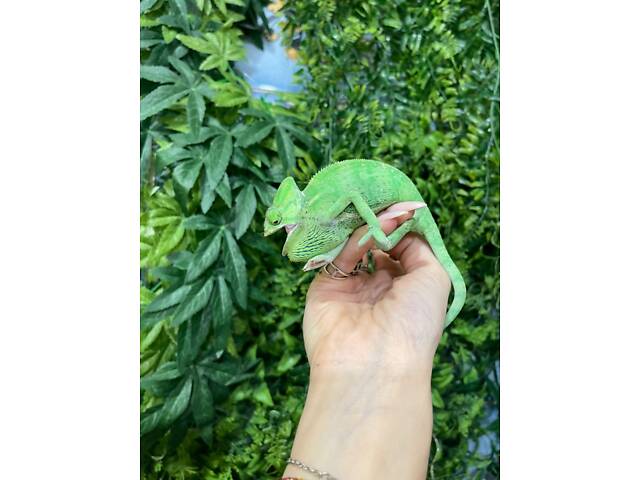 Хамелеон йеменський - Фото 1