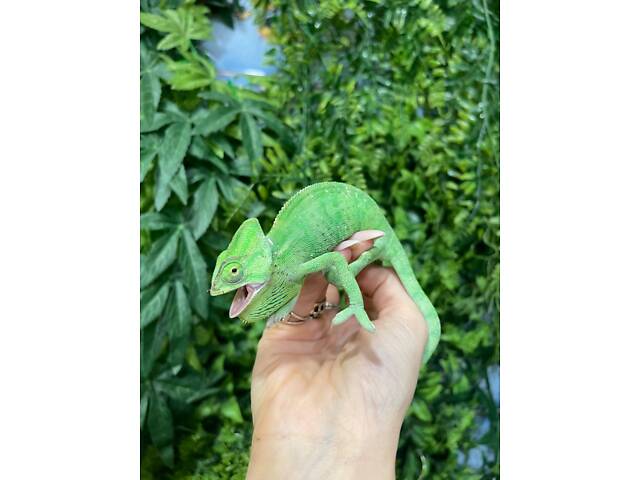 Хамелеон йеменський - Фото 2