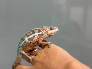 Хамелеончик пантеровий