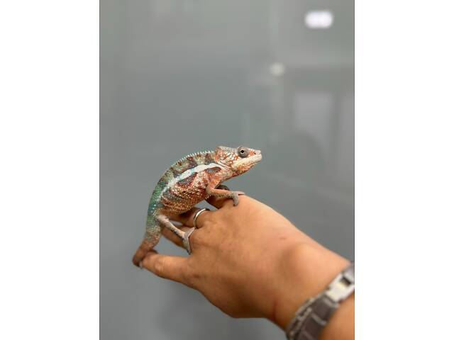 Хамелеончик пантеровий - Фото 1