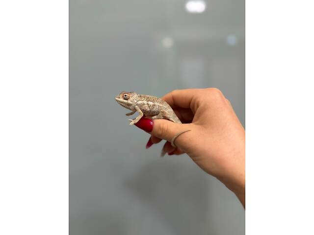 Хамелеончик пантеровий - Фото 2