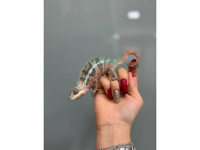 Хамелеончик пантеровий - Фото 3