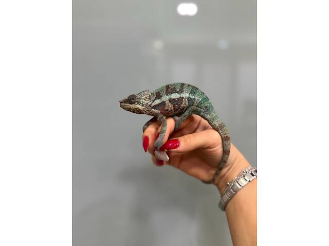 Хамелеончик пантеровий - Фото 4