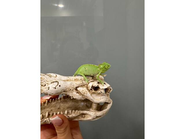 Хамелеон йеменский, йеменский хамелеон, зеленый хамелеон. - Фото 2
