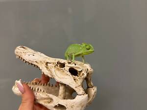 Хамелеон йеменский, йеменский хамелеон, зеленый хамелеон.