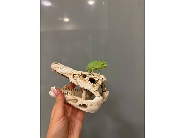 Хамелеон йеменский, йеменский хамелеон, зеленый хамелеон. - Фото 1