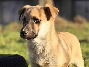 Крутий цуцик Тацу з паспортом