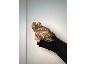 Хатній сич, домашня ручна сова, сова декоративна