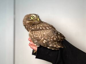 Домашний сыч, домашная ручная сова, сова декоративная.