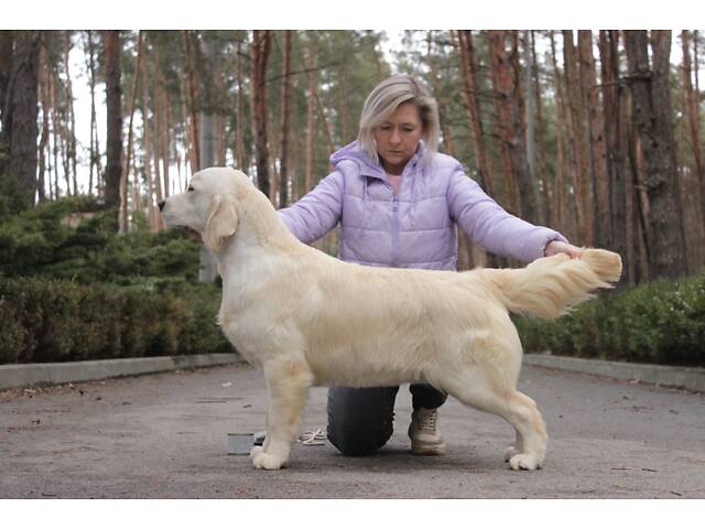 Хлопчик Голден Ретривер - Фото 4