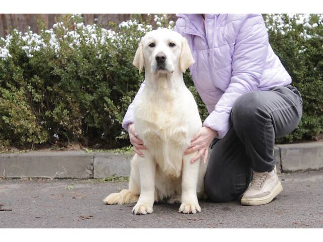 Хлопчик Голден Ретривер - Фото 2