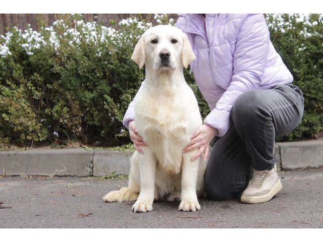 Хлопчик Голден Ретривер - Фото 3