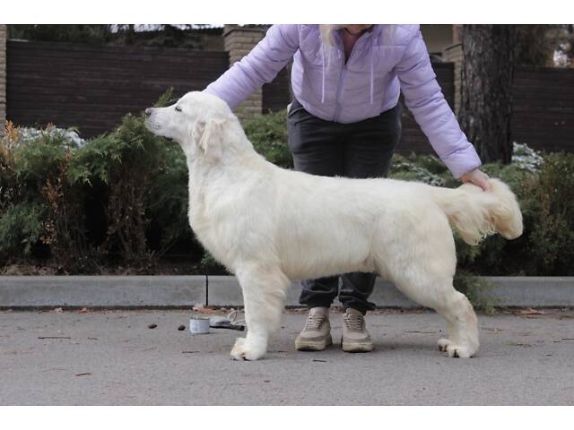 Хлопчик Голден Ретривер - Фото 2