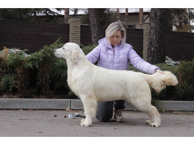 Хлопчик Голден Ретривер - Фото 3