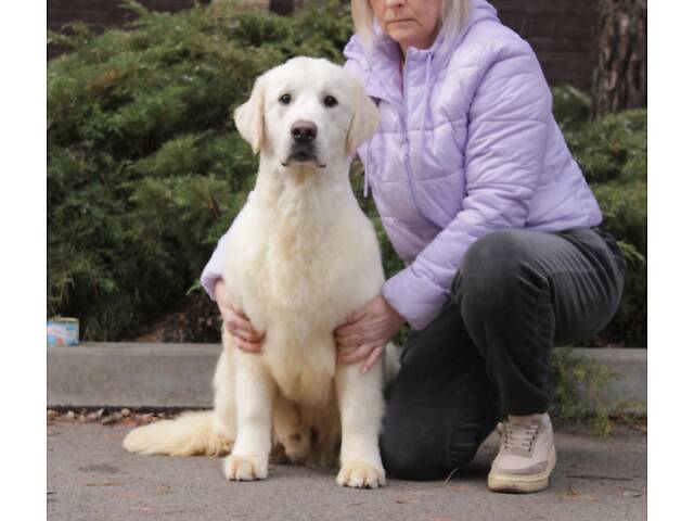 Хлопчик Голден Ретривер - Фото 4