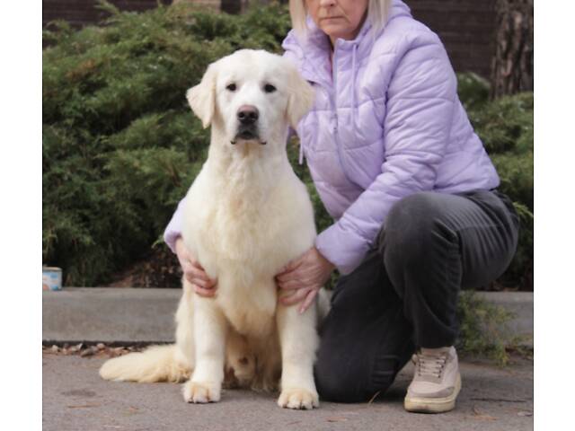 Хлопчик Голден Ретривер - Фото 5