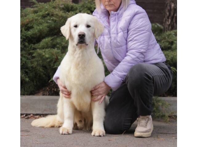 Хлопчик Голден Ретривер - Фото 6