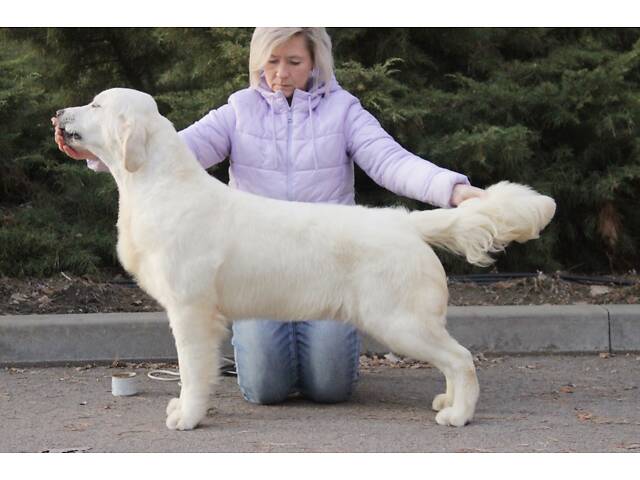 Хлопчик Голден Ретривер - Фото 2