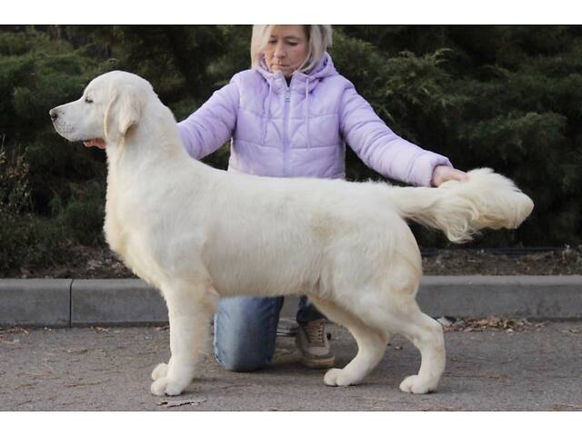 Хлопчик Голден Ретривер - Фото 3