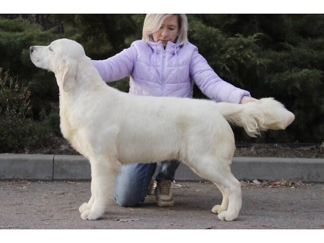 Хлопчик Голден Ретривер - Фото 4