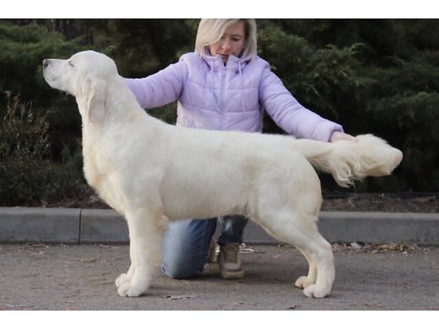 Хлопчик Голден Ретривер - Фото 5