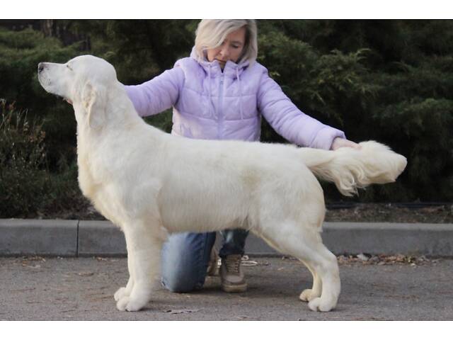 Хлопчик Голден Ретривер - Фото 6